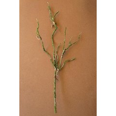 Botanica #9028