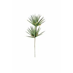Botanica #3365