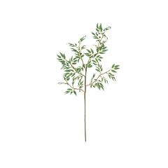 Botanica #3436