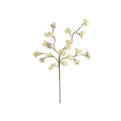 Botanica #3466