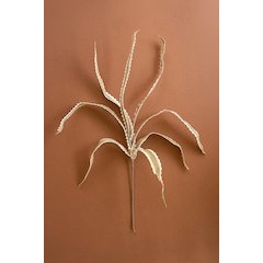 Botanica #3656