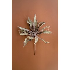 Botanica #3658