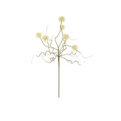 Botanica #2443