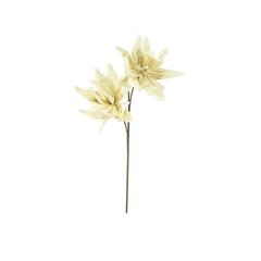 Botanica #2446