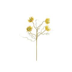 Botanica #2688