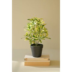 Artificial Schefflera In Black Plastic Pot - 15"