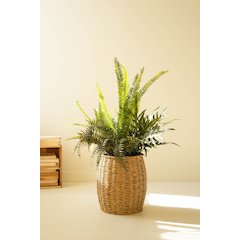 Artificial Fern In Black Pot - 40"