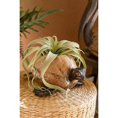Coco Turtle Planter