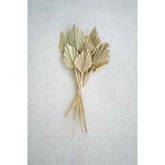 Bundle Of 12 Mini Palm Spears
