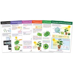 Photosynthesis Bulletin Board Chart Set, Grades 3-5