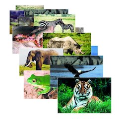 WILD ANIMAL POSTER SET SET OF 10