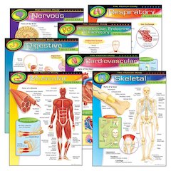 CHART PK THE HUMAN BODY 7/PK 17X22 GR 5-8