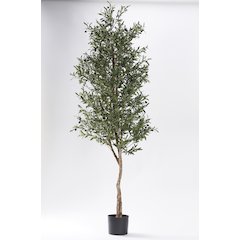 80" Olive Tree in Black Plastic Pot