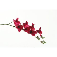 Plum Dendrobium Orchid - Set of 3