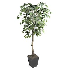 6' Ficus Tree in Black Square Metal Planter