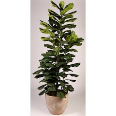 8' Jumbo Fiddle Leaf Fig Tree in Clay Bank Planter