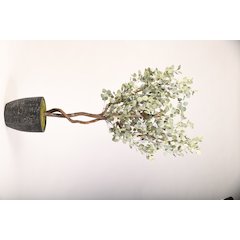7' Eucalyptus Tree in Round Black Textured Planter