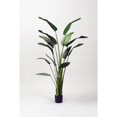 6' Traveler Palm Tree