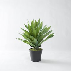 25" Large Desert Succulent in Black Plastic Pot