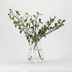 Green Leafy Branches in Glass Vase