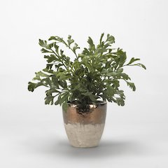 Harefoot Fern in Rustic Metallic Ceramic Planter