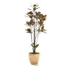 Magnolia Tree in Clay Bank Planter