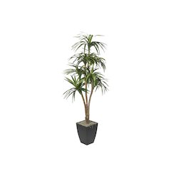 7' Dracaena Tree in Black Metal Planter