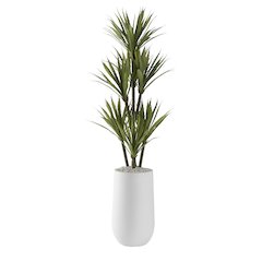 52" Yucca Tree in Small Round White Planter