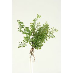 Flat Iron Fern Spray