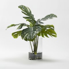 Split Leaf Philo Leaves in Large Glass Cylinder