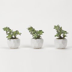 Green/White Star Succulents in White Ceramic - Set Of 3