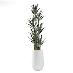 8.5' Dracaena Tree in Large White Clay Planter