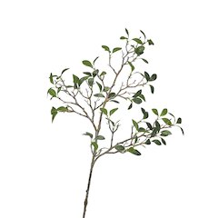 Frangipani Branch