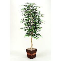 7' Green Ficus in Square Metal Planter