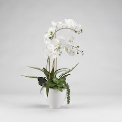White Orchids in White Ceramic Bowl