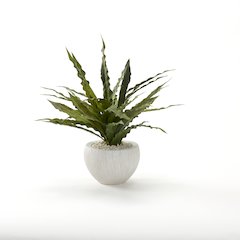 Frosted Green Birdnest in White Ezra Bowl