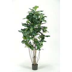 5' Potted Fiddle Leaf Fig Tree