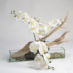 White Phael Orchids with Ghostwood in Rectangle Aquarium Glass