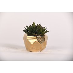 Echeveria in Gold Geometric Planter