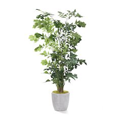 Fishtail Palm in Extra Large Round White Etched Planter