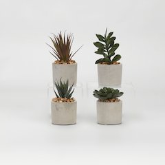 Set Of 4 - Aloe, Echeveria, Jade And Succulents in Mini Cement Cylinders