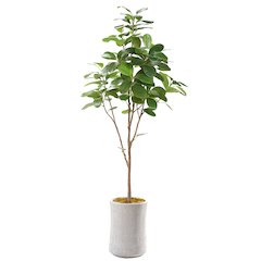 7' Audrey Ficus Tree in White Round Planter