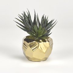 Mini Aloe Plants in Gold Ceramic Planter