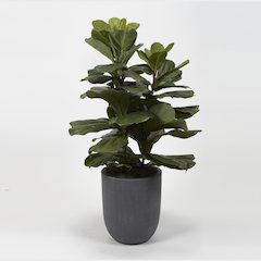 Fiddle Leaf Fig Plant in Round Grey Planter