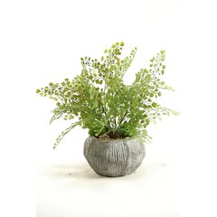 Flat Iron Maiden Hair Fern in Ceramic Bowl