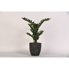 Zamiifolia Plant in Round Black Textured Planter