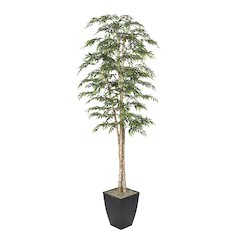 8' Ruscus Tree in Black Metal Planter