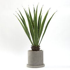 4' Agave Plant in Medium Grey Marta Pot