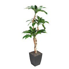 7' Birdnest Palm in Square Metal Planter