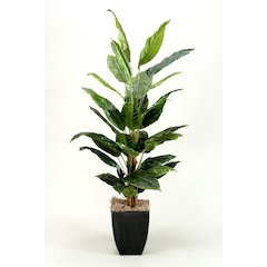 7' Spath Plants in Square Metal Planter